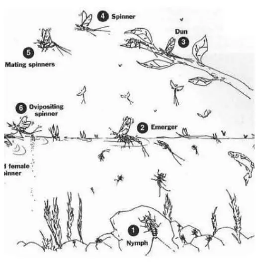 Lifecycle of BWO