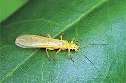 Little Yellow Stonefly