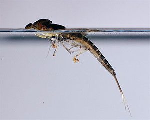 Mayfly Emerger