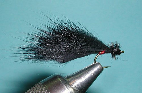 Mayer's Mini Leech , Black