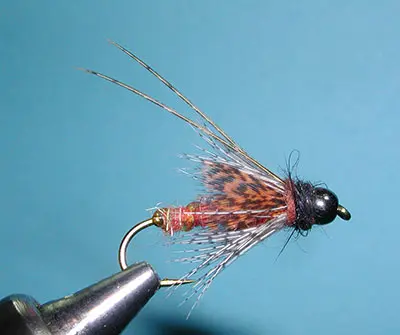 Morrish Deep October  Pupa Soft Hackle