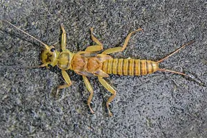 Actual Little Yellow Stonefly Nymph