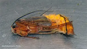 October Caddis Pupa