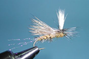 Golden Caddis Paralyzer