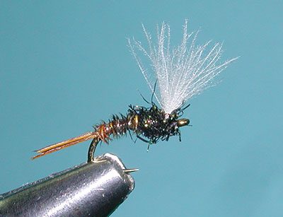 Pheasant Tail Midge Pupa