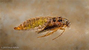 Emerging Caddis Pupa