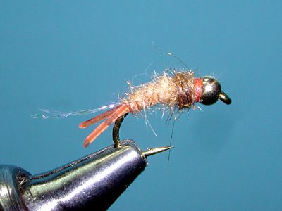 Caddis Pupa, RFSN