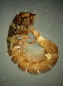 Actual Rhyacophila Larvae