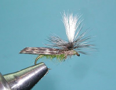 Schroeder's Parachute Caddis, Olive