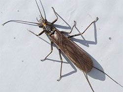 Skwala Stonefly