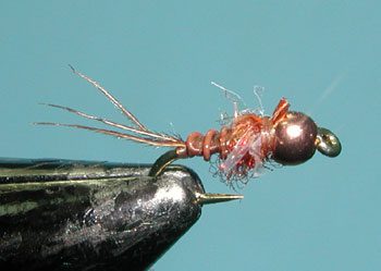 S&M Nymph, Brown