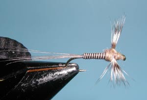 Callibaetis Spinner Quill