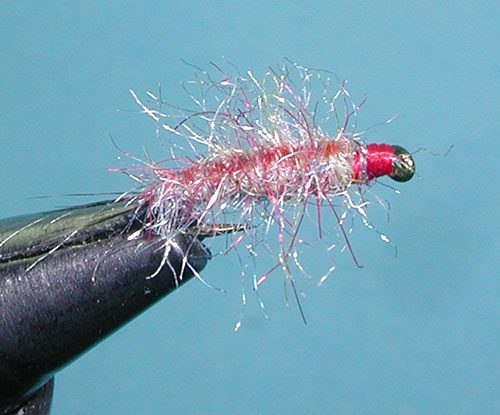 Tailwater Sowbug, Rainbow