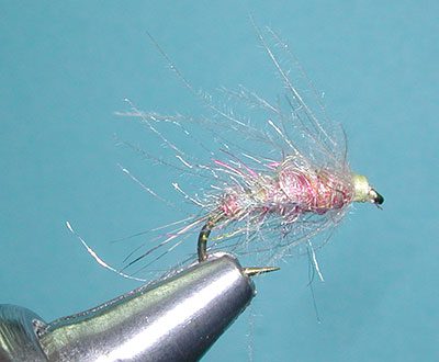 Tailwater Sowbug CDC