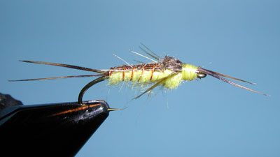 Little Yellow Stonefly Nymph