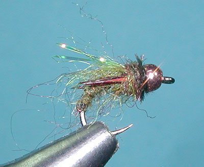 Hogan's Yuba Pupa, Dark Olive