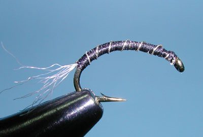 Zebra Midge Larvae