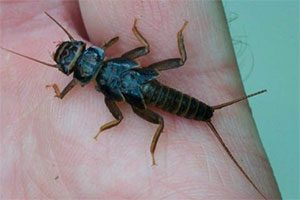 Black Stonefly Nymph