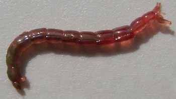 bloodworm