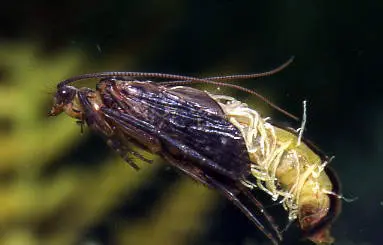 Caddis Emerger