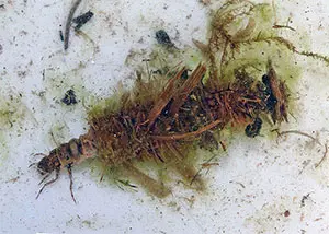 Cased Caddis Larvae