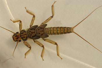 Golden Stonefly Nymph