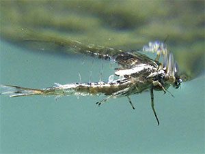 Mayfly Emerger