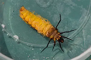 October Caddis