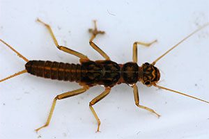 Skwala Stonefly Nymph