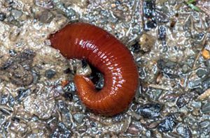 Blood Leech