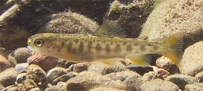 Young Brook Trout