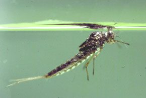 Callibaetis Emerger