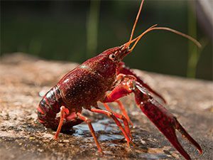 Crayfish