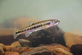 Minnow