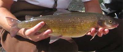 Mountain Whitefish