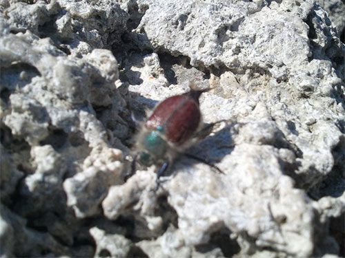 Pyramid Lake Beetle