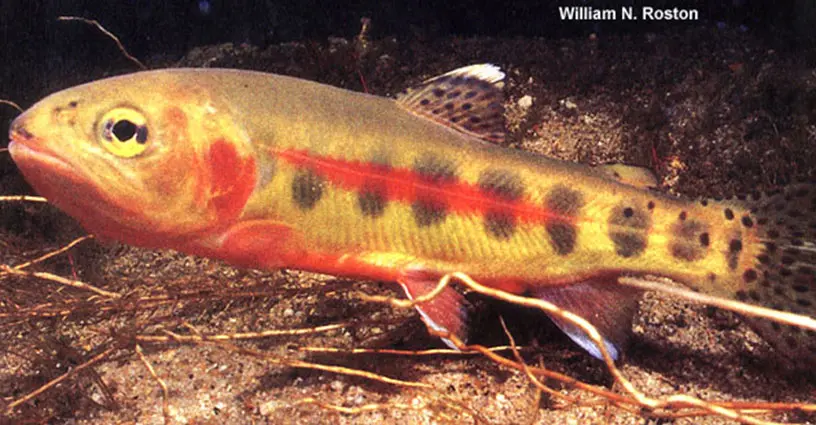 Volcano Golden Trout