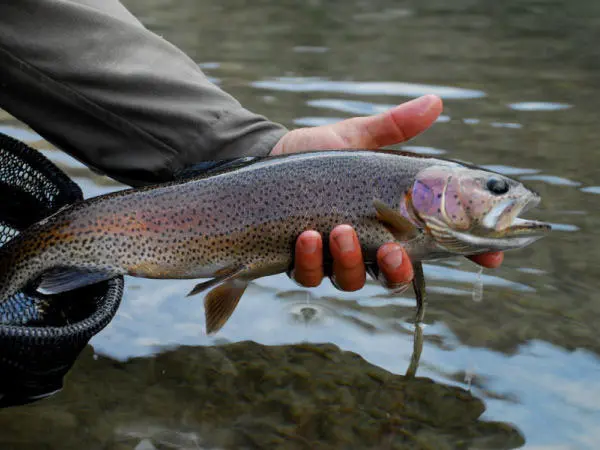 Kern River Rainbow