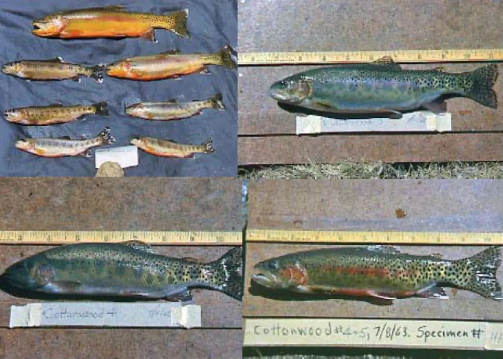 Genetic Variation of Golden Trout