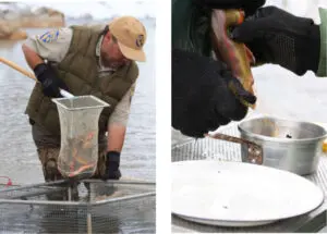 Cottonwood Lakes Egg Collection