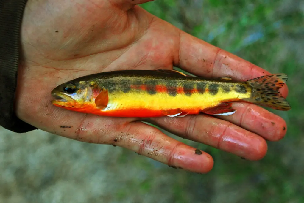 Golden Trout