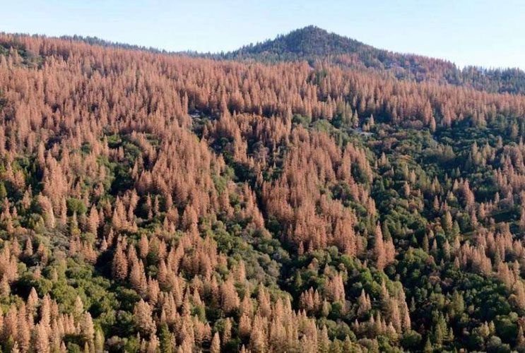 Origin of the Golden Trout, Bark Beetle Activity