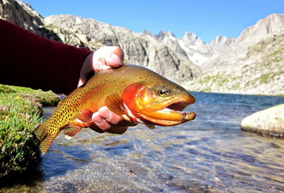 Golden Trout