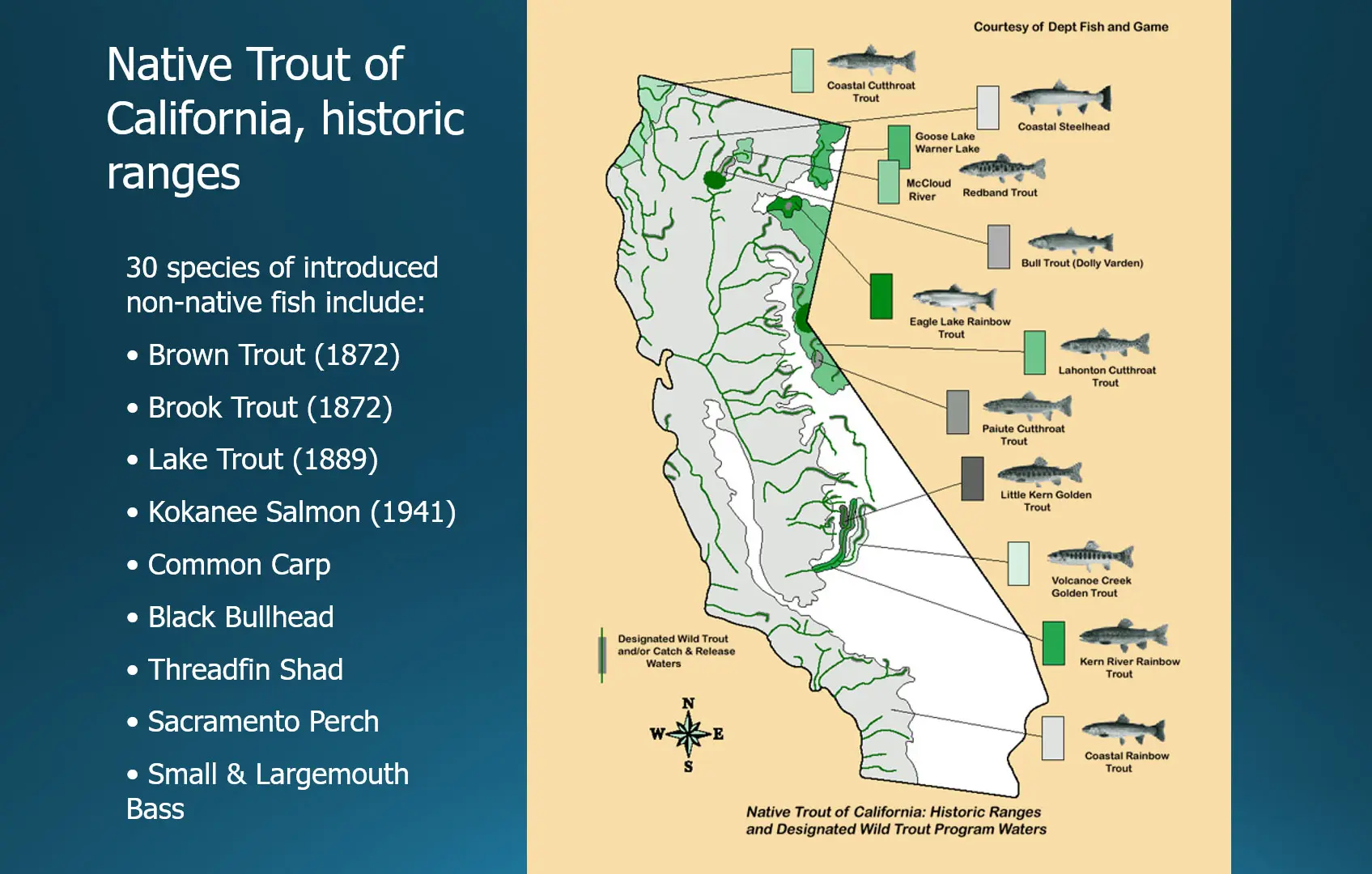 Native trout of Calif.