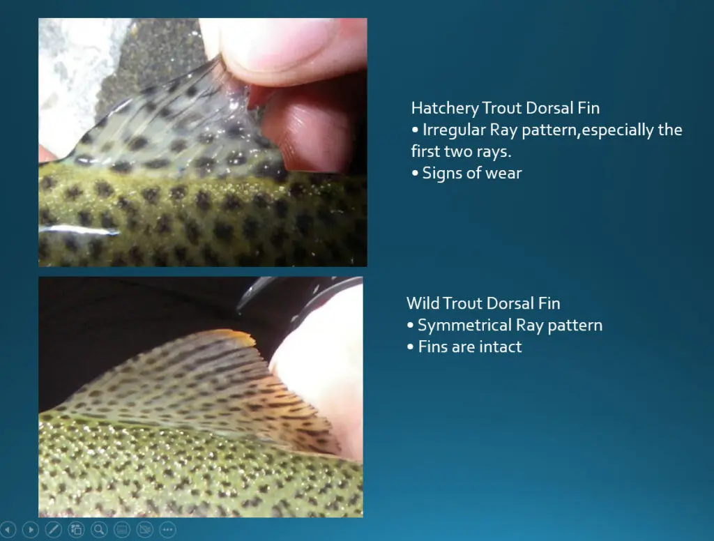 Carson River Drainage, Hatchery vs Wild Trout Markings