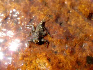 Golden Stonefly Nymph