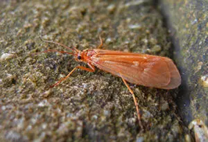 October Caddis