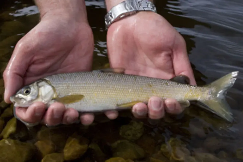 Mountain Whitefish