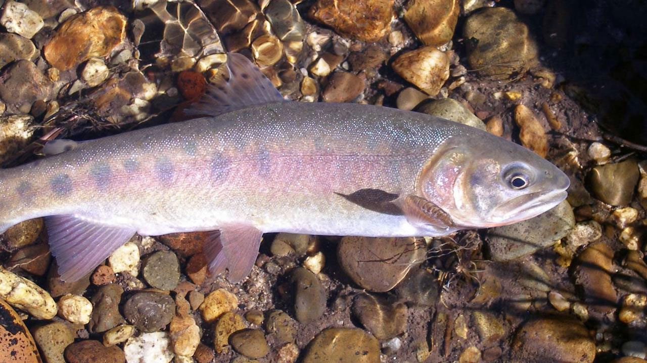 Paiute Cutthroat Trout