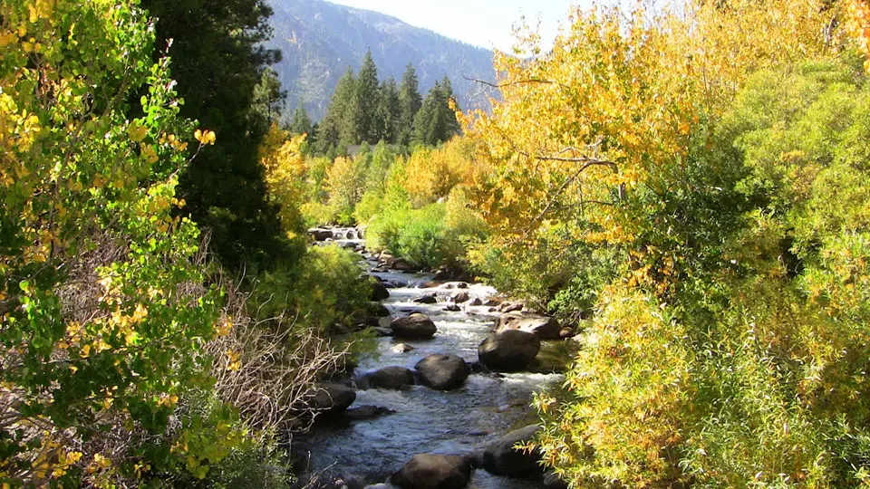 West Fork Carson near Woodford